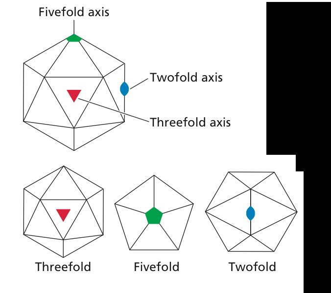 Icosahedral symmetry Icosahedron: solid