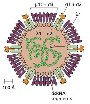 Reoviruses T=13 70-90 nm two