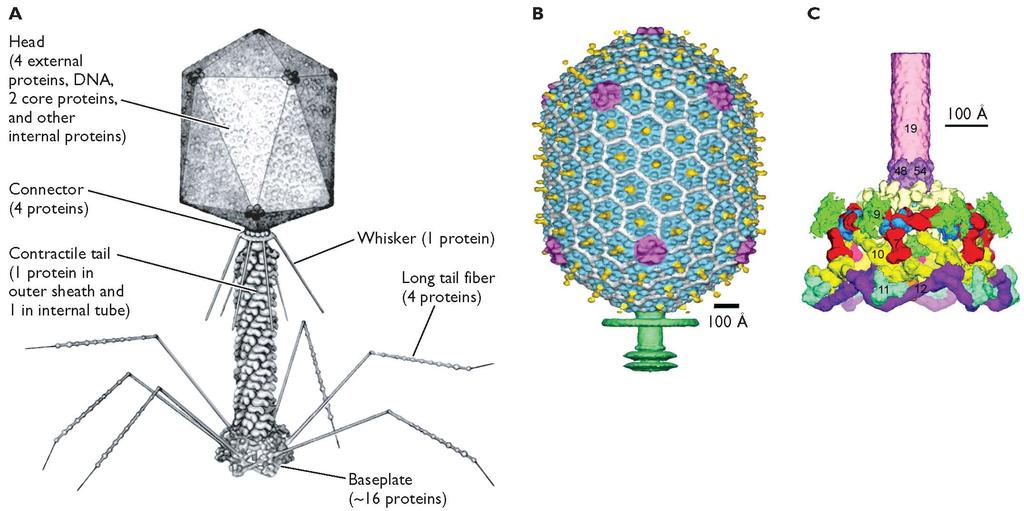 Tailed bacteriophages The tail is attached at one of the 12 vertices of the capsid (capsid has