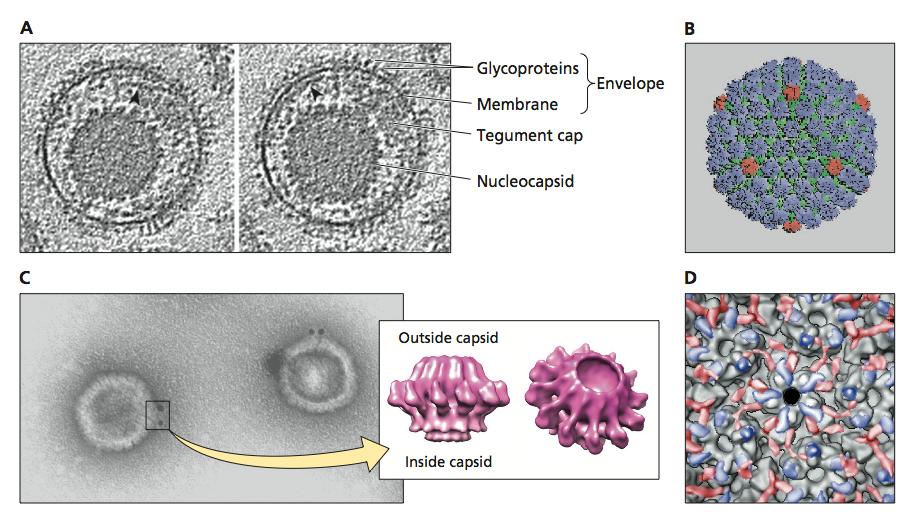 Herpes simplex virus capsid Holes for entry and exit of DNA Envelope proteins