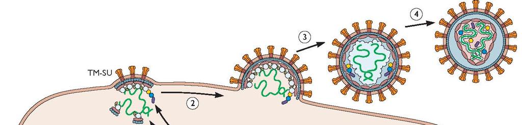 Capsids can be covered by host membranes: enveloped virions Envelope is a lipid bilayer derived from host cell - Viral genome does not encode lipid synthetic machinery Envelope