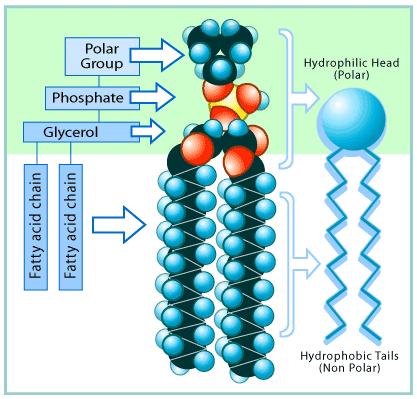5. Identify the hydrophilic and hydrophobic portions of a phospholipid. Fatty acid tail are nonpolar and hydrophobic Heads are polar and hydrophilic 6.