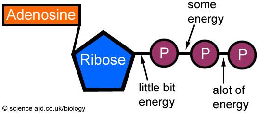 10. Define photosynthesis: the process that captures the sunlight s energy in the chloroplast of plant cells an