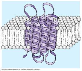 Glycolipid Integral / Transport proteins span the phospholipid bilayer. In actuality, they are (2 structure). They allow molecules to enter or exit the cell.