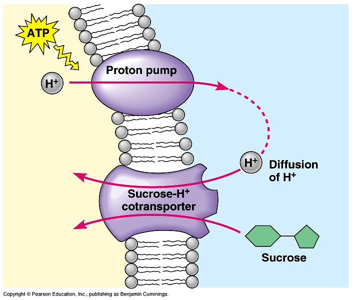 Proton pumps pump H + ions of cells from a to concentration. Potential energy generated by transmembrane solute gradients can be by the cell and used to transport substances across the membrane.