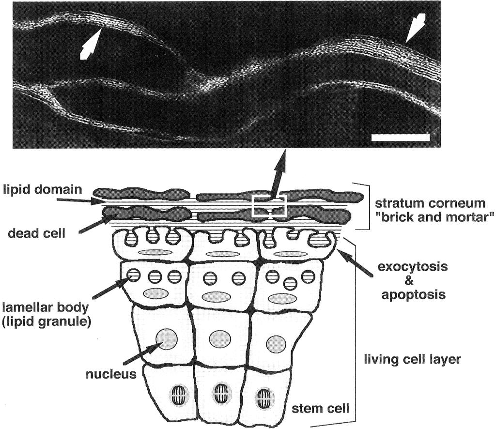 228 M. DENDA Fig. 1. Electron microscopic observation of the lipid bilayer structure in the intercellular domain of the stratum corneum. White arrows indicate the structure. Bar: 0.2 µm.