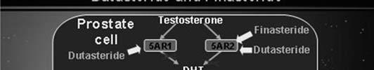 approximately 50% Finasteride Dutasteride 5AR inhibition Type II Types I and II Serum DHT 70% 90% Testosterone 14-20%