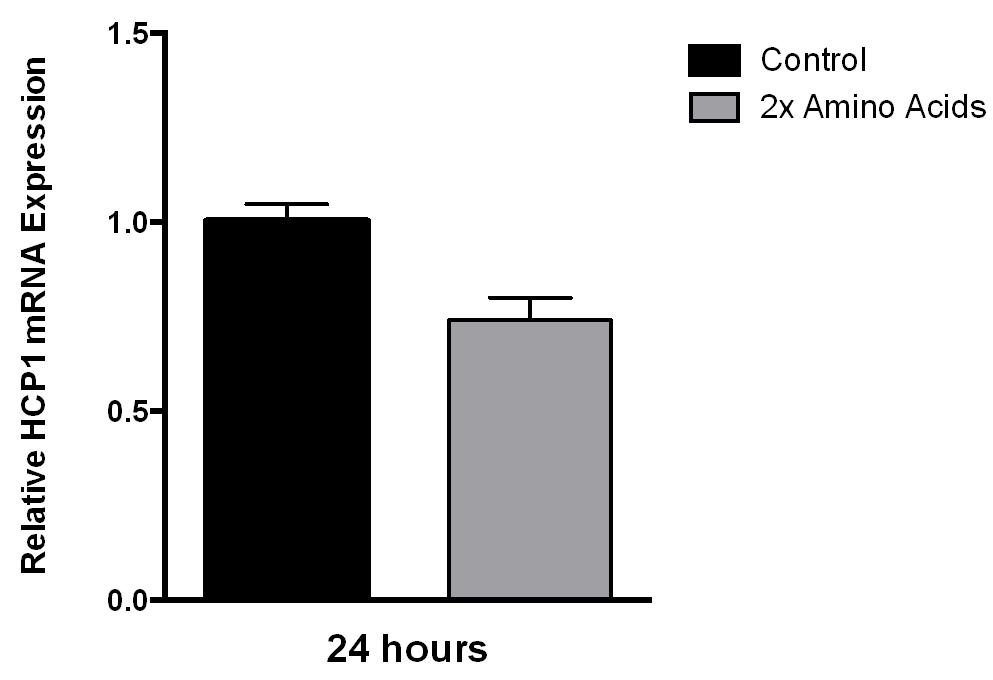 DMT1 mrna expression in response to 24-h treatment with control media and media supplemented with amino acids. D.