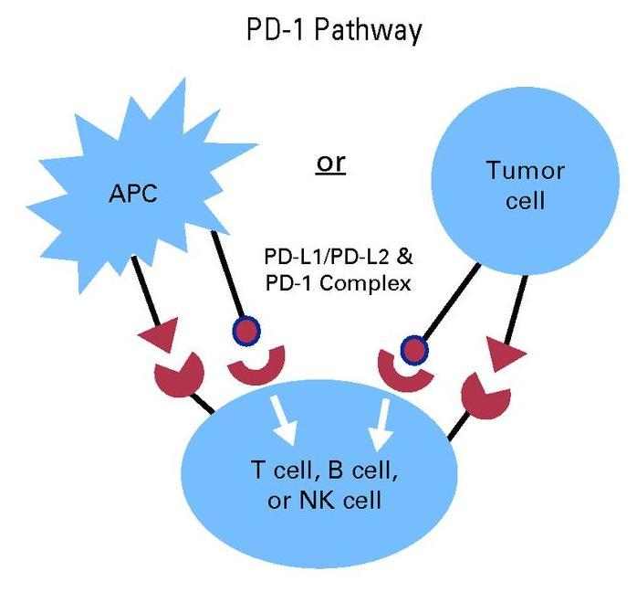 PD-1 and PD-L1 Antibodies Agent Anti PD-L1 MPDL3280A