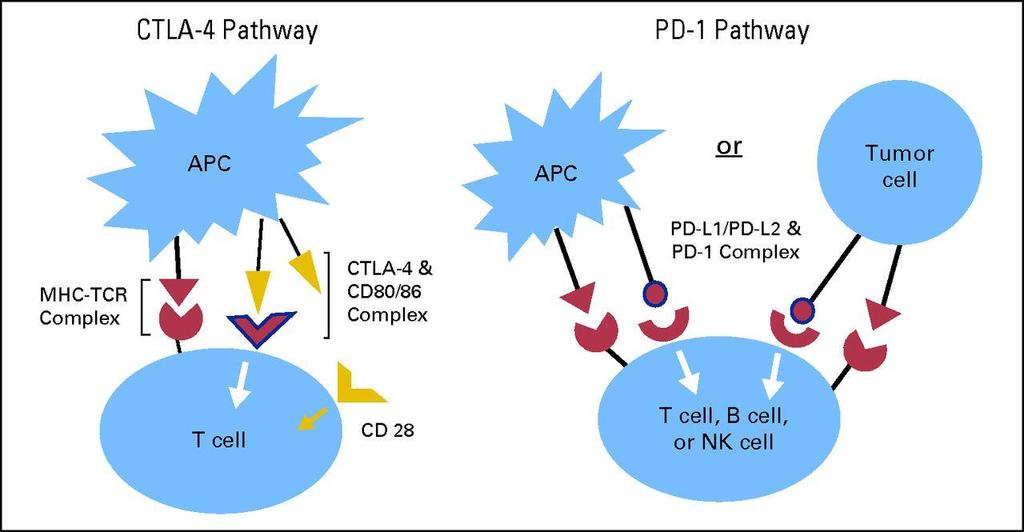 The cytotoxic T-lymphocyte antigen-4 (CTLA-4) inhibitory checkpoint pathway is important in regulating
