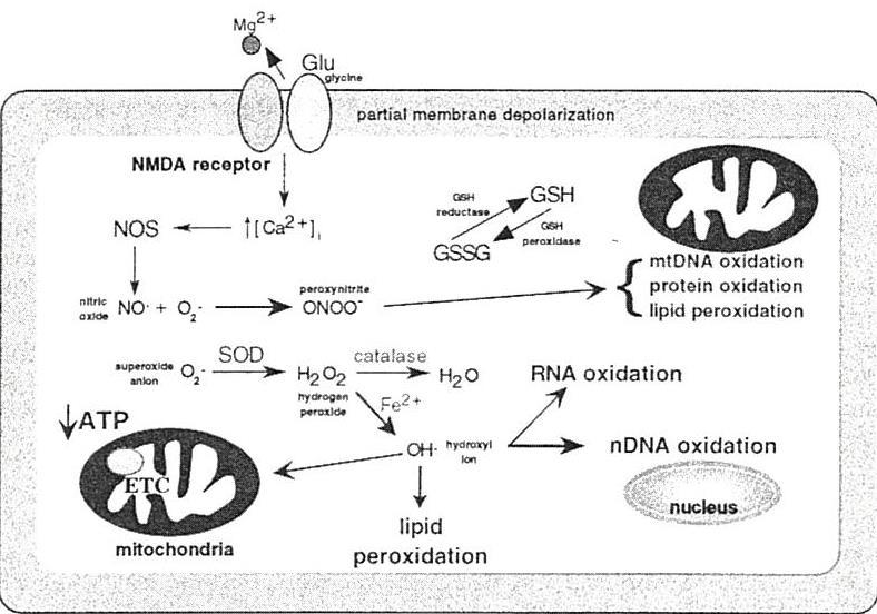On the other hand, the oxidative phosphorylation mechanism comes as a result of an important interaction between mitochondrial energy metabolism and oxidative damage.