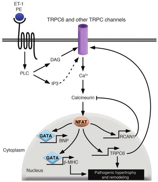 Figure 9 Proposed model of the role of TRPC6 in the calcineurin-nfat pathway in vivo.