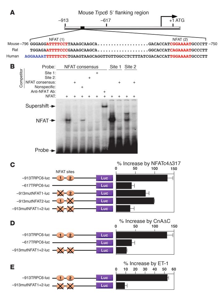 Figure 2 The calcineurin-nfat pathway regulates Trpc6 gene transcription. (A) Schematic representation of the 5 upstream region of the mouse Trpc6 gene.