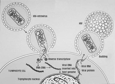 3. Virus invading an animal cell: Ex: Virus particle enters human cell by endocytosis Envelope of HIV contains marker proteins + carbs derived from host