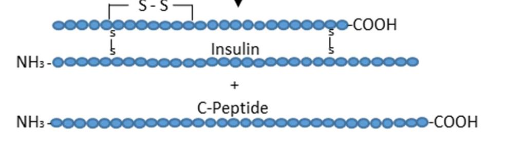 3 Proinsulin to insulin plasma concentration ratio Proinsulin, a precursor for the insulin molecule, is synthesised by beta cells of the pancreas.
