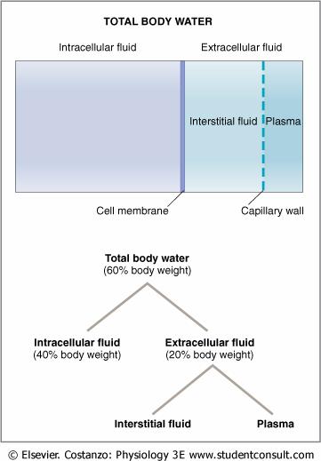 A simple tool is the 60-40-20 rule. Approximately 60% of body weight is water (TBW), 40% of body weight is ICF, and 20% is ECF. (ICF is 2/3 of TBW, i.e., 40% of body weight; ECF is 1/3 of TBW, i.e., 20% of body weight.