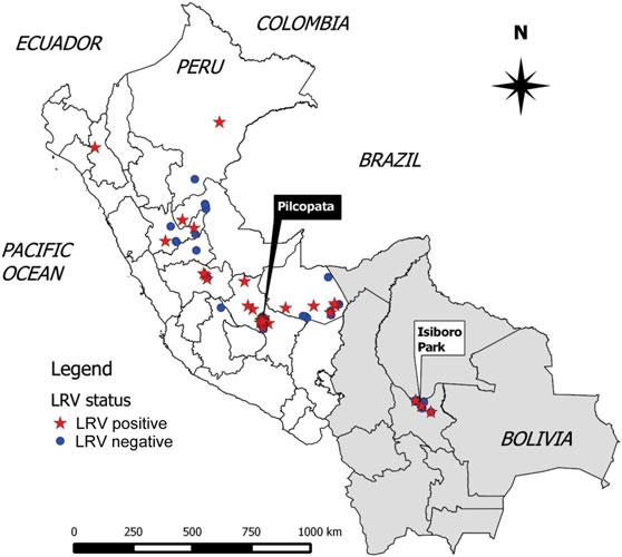 Figure 1. Geographical distribution of LRV1-positive Leishmania braziliensis isolates from Peru and Bolivia. The origins of L.
