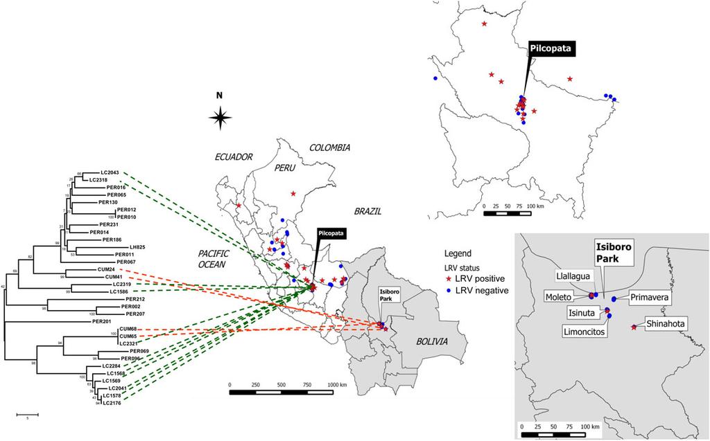 Figure 5. LRV1 relationships for 2 sympatric populations of Leishmania braziliensis in Peru and Bolivia.