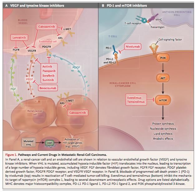 From NEJM Review Jan 2017 Systemic Therapy for Metastatic Renal-Cell Carcinoma Increased expression of MET and AXL has been implicated in the development of resistance to VEGFR inhibitors in