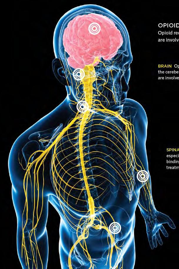 OPIOID FUNCTIONS IN THE BODY brain: pain perception, emotion, reward brainstem: respiratory suppression