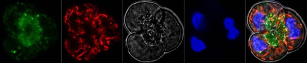 imaging Confocal image: (a)