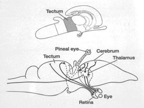 OPTIC LOBS (mesencephalon) Anatomy tectum roof sensory tegmentum floor motor