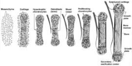 chondrocytes in the epiphyses Which align themselves vertically Forming a transitional zone of endochondral