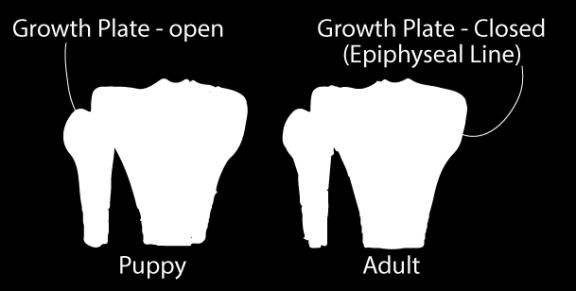 The growth plate is 2-5 times weaker than joint capsule or ligaments.