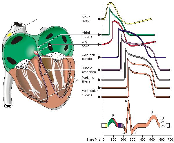 Electrical excitation of the heart Electrical excitation (in form of action potential) is spreading in the heart through various types of heart cells [1] [3]: SA nodal origin of