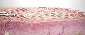 Simultaneously, endothelial cells from nearby vascular supply