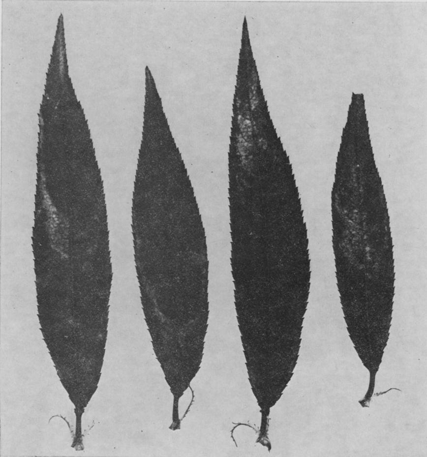 140 N.Z. JOURNAL OF AGRICULTURAL RESEARCH, VOL. 16, 1973 Fig. 12 - Peach seedling chlorosis on 'Golden Queen' peach seedling leaves. [Photo: I. W.