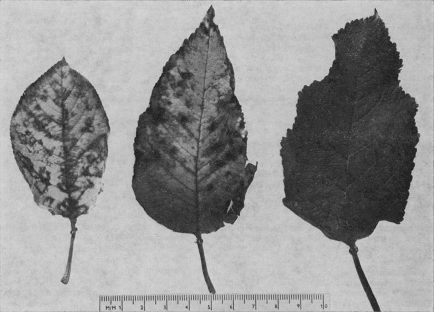 quilloa. Necrotic local lesions (centre), systemic symptoms (left), uninoculated leaf (right). [Photo : 1. W. Endt Fig.