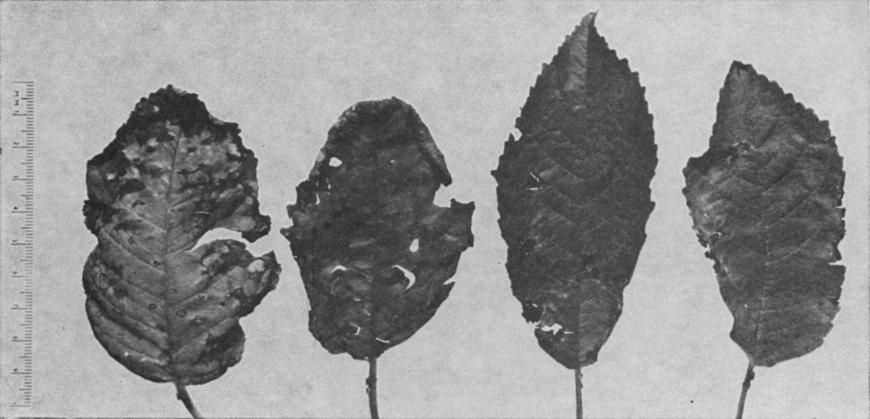 134 N.z. JOURNAL OF AGRICULTURAL RESEARCH, VOL. 16, 1973 FIg. 4 - Necrotic rusty mottle. Midsummer symptoms on 'Lambert' "hcrry.