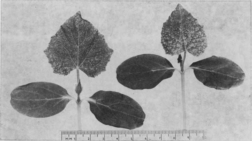 136 N.Z. JOURNAL OF AGRICULTURAL RESEARCH, VOL. 16, 1973 Fig. 6 - Strawberry latent ringspot virus. Systemic chlorotic mottle on cucumber seedling leaves. [PhoLO: A. P.