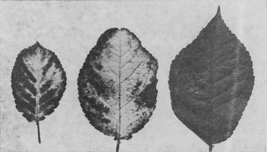 FRY AND WOOD: VIRUSES OF Prunus 137 FIg. 7 - Sour cherry yellows. Midsummer symptoms on two 'Montmorency' leaves at left. Healthy leaf on right. [Photo : I. W. Endl affected fruit had developed irregularly shaped holes through the endocarp (Fig.