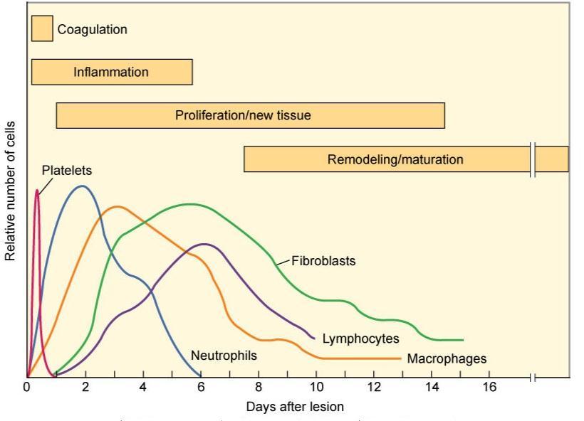 (From Townsend CM et al, editors: Satiston textbook of surgery, ed 18, St Louis, 2007, Elsevier.) Figure 2. Cellular Level of the different phases of wound healing.