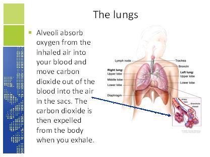 Slide 7 Bullet #1: Most lung cancers start in the bronchi, but they can also begin in other areas such as the trachea, bronchioles, or alveoli.