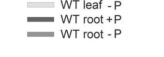 + P -P 3, WT leaf +P 4, WT leaf P 5, WT root, +P 6, WT