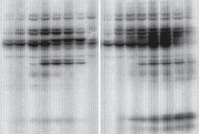 (A and B) Jurkat cells transfected with empty plasmid or plasmid encoding membrane were starved of serum and then were lysed directly or after treatment for the indicated times with antibody against