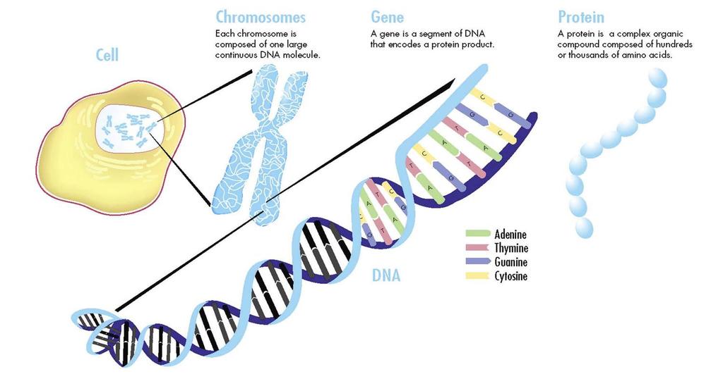 DNA, genes, &