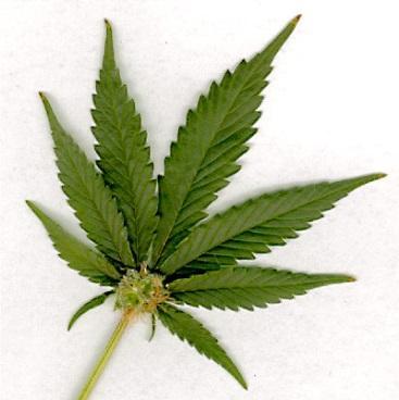 MARIJUANA PUBLIC HEALTH HELPLINE: What We Know from Tobacco and