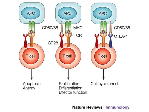 Figure 3. T cell fate under different conditions of TCR engagement.