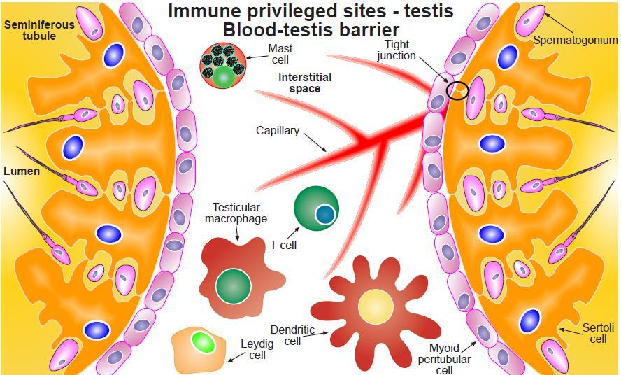 Figure 4. Morphology and immune privilege in the human testis. Sertoli cells traverse the entire radius of the seminiferous tubules.
