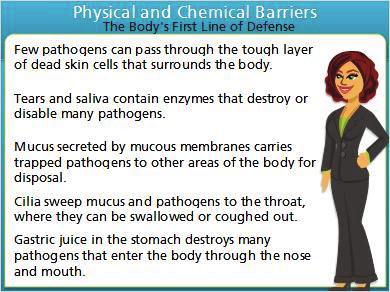 Notes: Physical and chemical barriers are the body's first line of