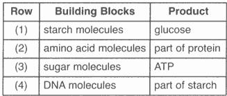 24. The diagram below represents the synthesis of a portion of a complex molecule in an organism. Which row in the chart could be used to identify the building blocks and product in the diagram?