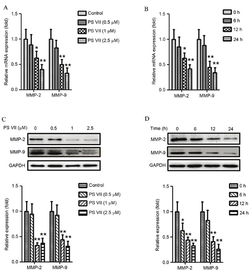 3202 CHENG et al: A NOVEL EFFECT OF PARIS SAPONIN VII ON OSTEOSARCOMA CELLS Figure 3. PS VII reduces the expression of MMP 2 and 9 of U2OS osteosarcoma cells.