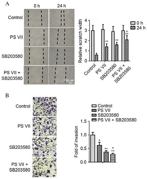 3204 CHENG et al: A NOVEL EFFECT OF PARIS SAPONIN VII ON OSTEOSARCOMA CELLS Figure 5.