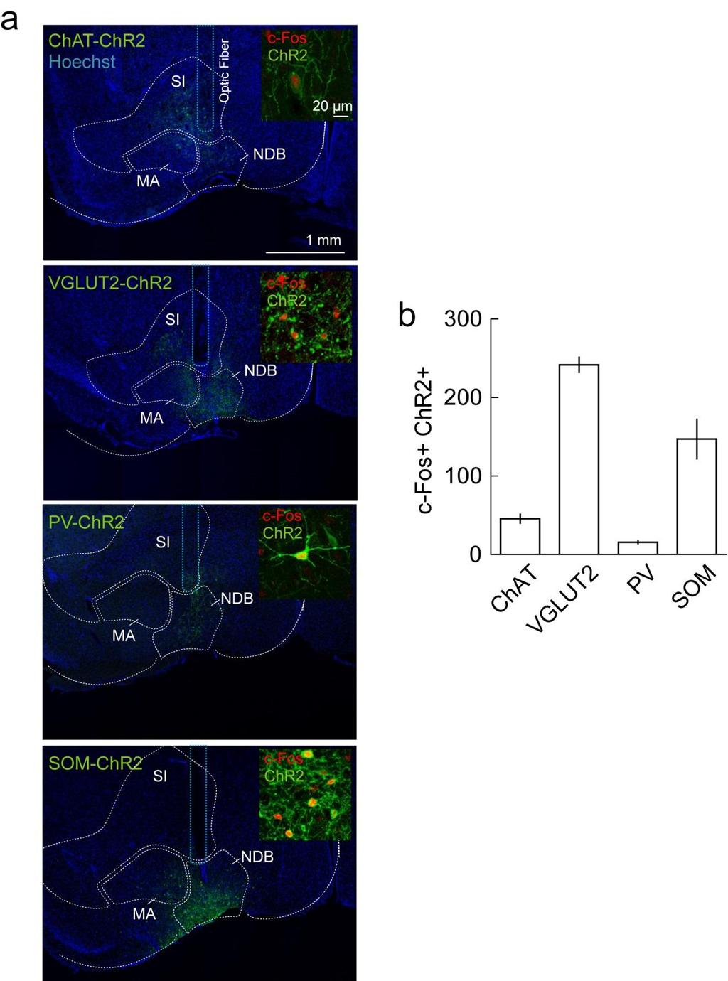 Supplementary Figure 2 ChR2-eYFP expression in the BF induced by AAV injection and