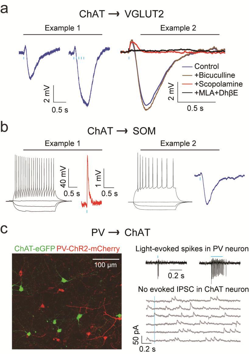 Supplementary Figure 4 Synaptic interactions between BF cell types measured in brain slices. a. ChAT VGLUT2 connections.