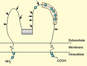 The Scavenger Receptor, CD36 CD36 is a membrane glycoprotein expressed by several cell types and classified as class B scavenger receptor.